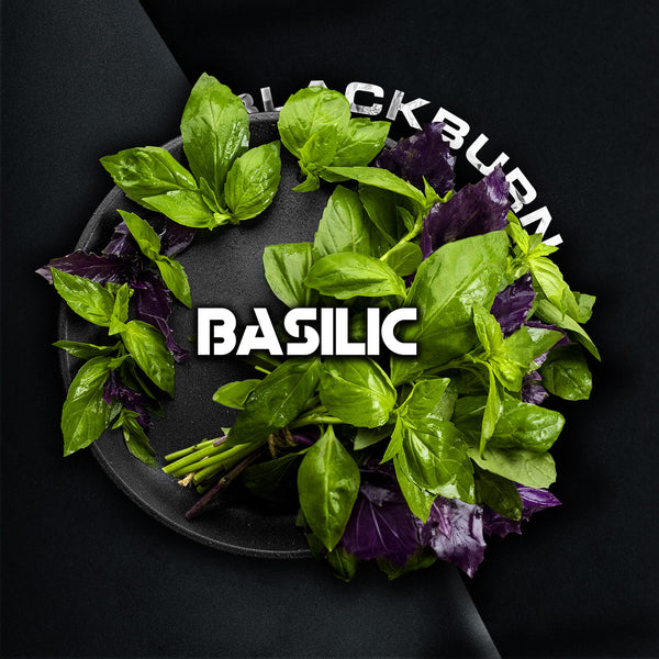 Blackburn Basilic - 