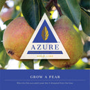 Azure Gold Line Grow A Pear Hookah Shisha Flavor - 